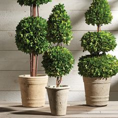 three potted trees sitting on top of a wooden table