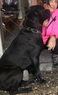 a black dog sitting on top of a floor next to a woman in a pink shirt