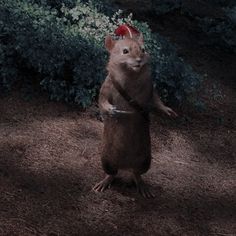 a small animal standing on its hind legs in front of some bushes and shrubbery