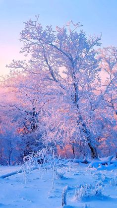 a snowy landscape with trees and bushes in the foreground, at sunset or dawn