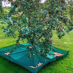 an apple tree with lots of fruit growing on it