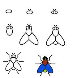 four different types of flies on a white background with black and blue outlines,