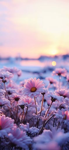 pink daisies in the foreground with an orange and blue sky in the background