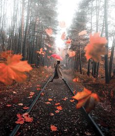 a person walking on train tracks in the woods with autumn leaves falling from their trees