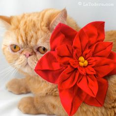 an orange cat with a red flower on it's head sitting next to a white background