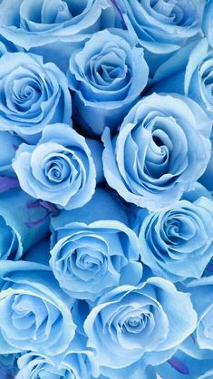 a bunch of blue roses sitting on top of each other in front of an instagram page