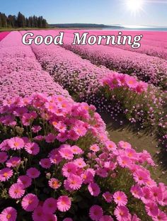 a field full of pink flowers with the words good morning