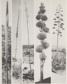 four different types of plants are shown in this black and white photo from the early 1900's