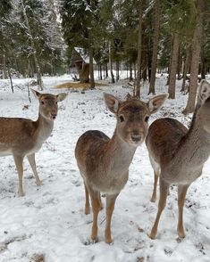 three deer standing next to each other in the snow