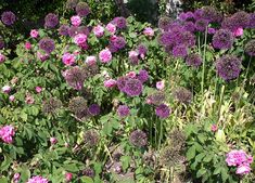 purple flowers are blooming in the garden