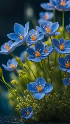 the blue flowers are growing out of the ground