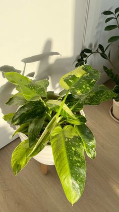 a green plant sitting on top of a wooden table next to a white chair and potted plant