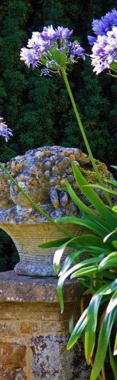 purple flowers are growing in a stone planter