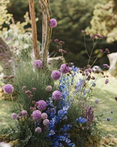 purple and blue flowers are in the grass