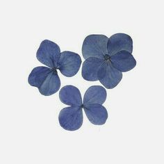 four blue flowers are arranged in the shape of five petals on a gray background with room for text