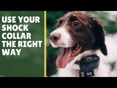 a brown and white dog wearing a collar with the words use your shock collar the right way