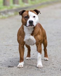 a brown and white dog standing on top of a road