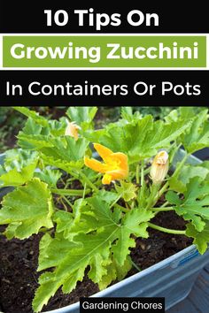 Grow Zucchini In Containers Growing Butternut Squash