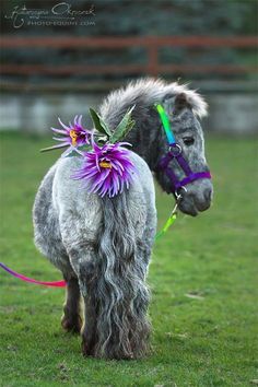 a gray horse with purple flowers on it's back