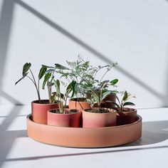 several potted plants are arranged on a tray