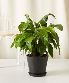 a potted plant sitting on top of a white table next to a glass vase