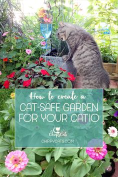 a cat sitting on top of a potted plant in the middle of a garden