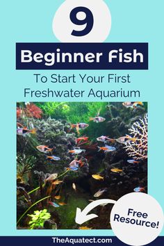 an aquarium with the title 9 beginner fish to start your first fresh water aquarium