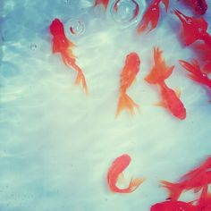 many red fish are swimming in the water