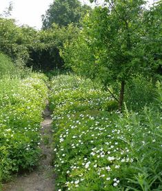 a dirt path surrounded by tall grass and trees with white flowers in the foreground