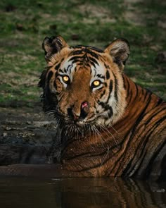 Tigre, Tiger, Tigres, Big cat, Animal, Naturaleza, Tigers Tiger Scary, Melanistic Tiger, Tiger Reference, Tigre Y Dragon, Scary Animals, Wild Animals Pictures, Exotic Cats, Big Cats Art