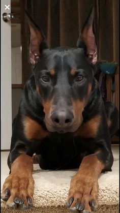 a black and brown dog laying on top of a rug