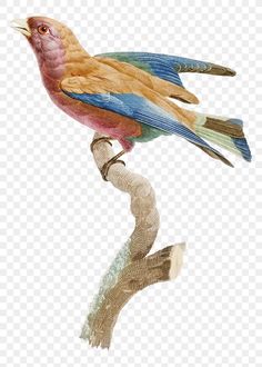 a colorful bird sitting on top of a branch with its reflection in the water transparent background