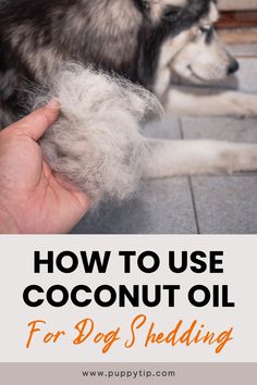 a person holding a dog's hair with the words how to use coconut oil for dog shedding