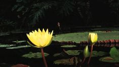 two yellow water lilies in a pond with lily pads