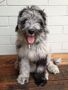 a shaggy haired dog sitting on top of a wooden floor next to a white brick wall