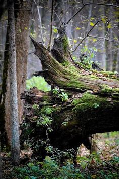 an old fallen tree in the woods