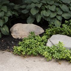 green plants and rocks in the middle of a garden