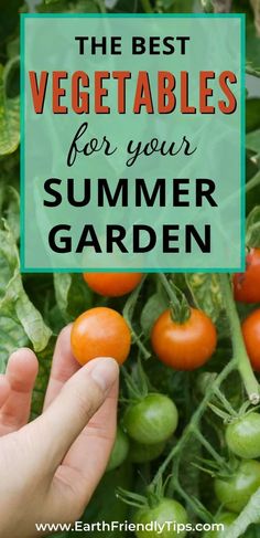 the best vegetables for your summer garden