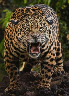 Jaguar,yaguarete,otorongo Jaguar Aesthetic, Jaguar Drawing, Jaguar Art, Jaguar Wallpaper, Animal Tattoo Designs, Jaguar Tattoo, Big Cats Photography