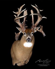 a close up of a deer with antlers on it's head and horns