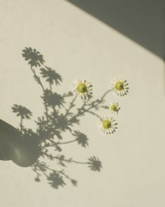 the shadow of a person's hand holding three daisies in front of a white wall