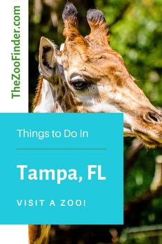 a giraffe with the words things to do in tampa, fl visit a zoo