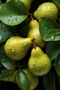 several pears with green leaves and water droplets on them