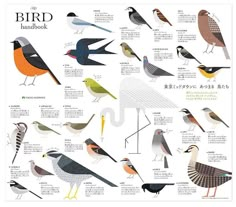 an illustrated poster with birds in different colors and sizes, including the names of each bird