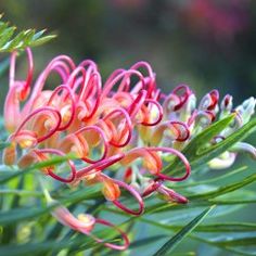 an orange and red flower with green leaves