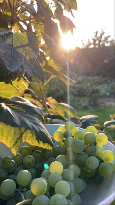 green grapes are on a plate in the sun