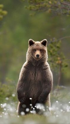 a large brown bear standing on its hind legs in the grass with trees behind it