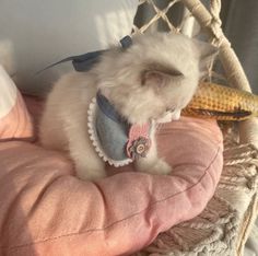 a fluffy white cat wearing a blue and pink scarf on top of a pillow in a hammock