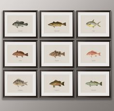 six framed pictures with different types of fish and words that say, print at home