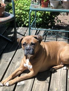 a brown and white dog laying on top of a wooden deck next to potted plants